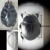 Margarinotus ventralis